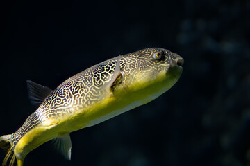Giant freshwater puffer fish swimming in the water
