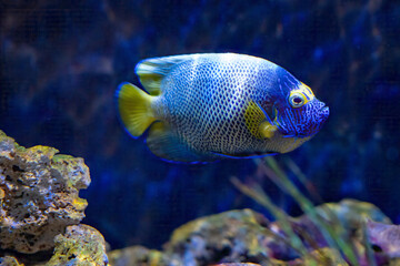 Blueface angelfish swimming between rocks