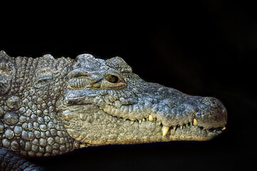 close up of a crocodile head