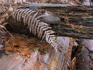 Trockener Farn im Winter auf Waldboden mit Baumstamm
