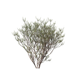 Epacris impressa, common heath, Ericaceae, evergreen, small tree, bush, tree, big tree, light for...