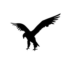 eagle in flight