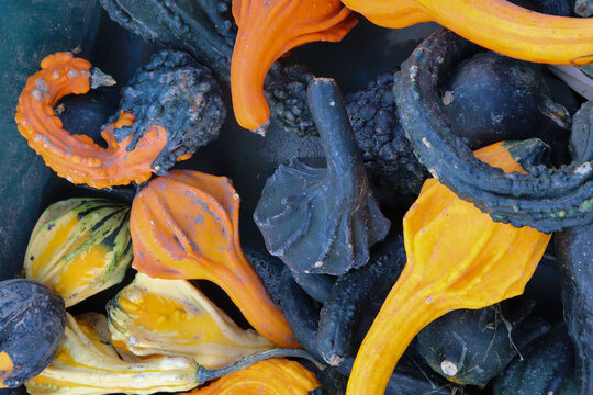 Coloquintes s&eacute;ch&eacute;es d&eacute;coratives