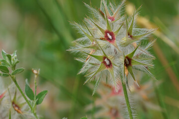 Closeup on a Star clover , Trifolium stellatum against a green background