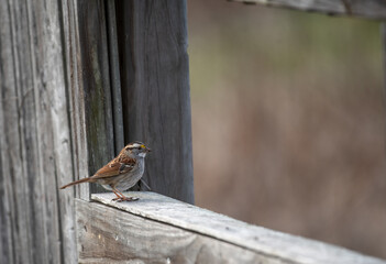 White Throated Sparrow