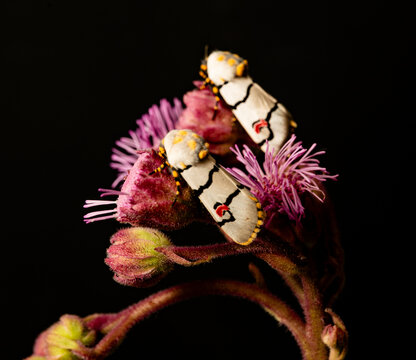 Two cherry spot borer moths on a pink flower, photographed in South Africa.