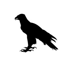 silhouette of an eagle image in PNG format