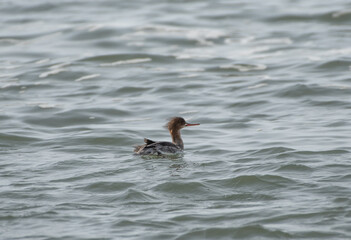 Red Breasted Merganser