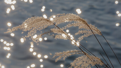 Reed flowers by the sparkling water