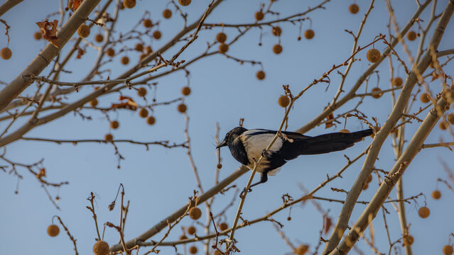 In the middle of winter, a magpie is taking dried sycamore tree fruit.