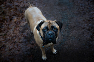 2023-12-30 A LARGE FAWN COLORED BULLMASTIFF WITH BRIGHT CLEAR EYES LOOKING UP WITH A DARK BLURRY BACKGROUND ON MERCER ISLAND WASHINGTON