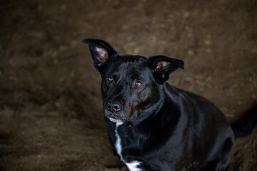 2023-12-29 A BLACK AND WHITE BLUE HEELER LABRDOR MIX BREED DOG LOOKING UP WITH BEAUTIFUL EYES AND A...