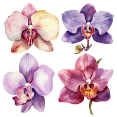 Four Beautiful Watercolor Orchids