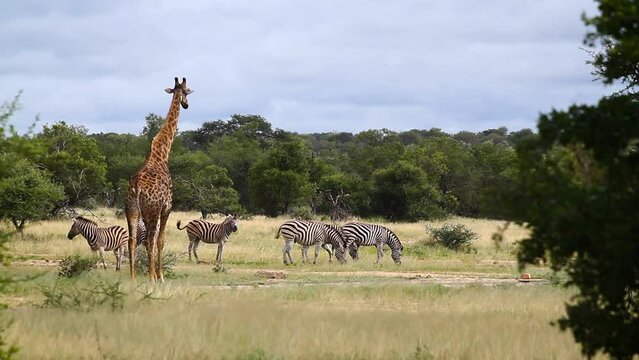 Giraffe and plains zebra in dry savannah in Kruger National park, South Africa ; Specie Giraffa camelopardalis family of Giraffidae