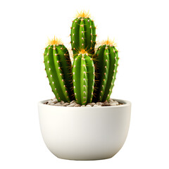 Cactus in Pot Isolated on Transparent Background
