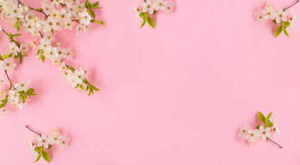 Cherry blossom on the pink background. Copy space. Spring background. - obrazy, fototapety, plakaty