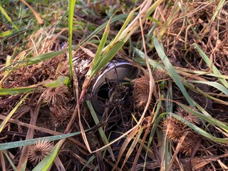 A can, trash, overgrown by grass, pollution