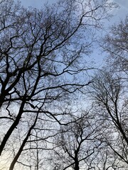 View of the treetop branches, leafless, upon the blue sky