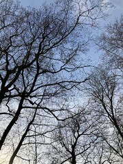 View of the treetop branches, leafless, upon the blue sky