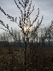 pretty view of a dry grass upon an evening sun