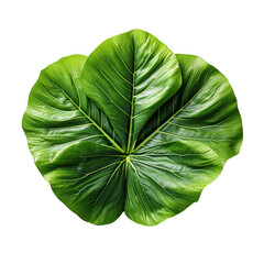 Fototapeta na wymiar Heart shaped leaves of Elephant ear or taro a tropical plant isolated on transparent background
