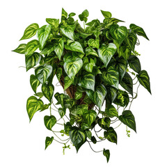  Marble pothos indoor hanging plant isolated on transparent background
