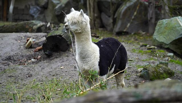 Video of Alpaca in zoo