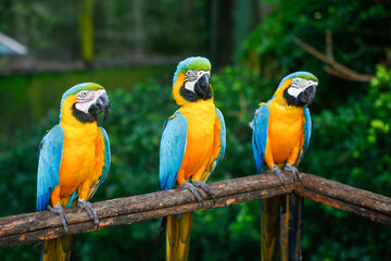 A group of Colorful macaws sitting on line in a row. in sri lanka zoo.