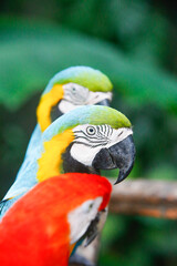 A group of colorful macaws Looking to the seeds in a row. in sri lanka Dehiwala zoo. Selective focus