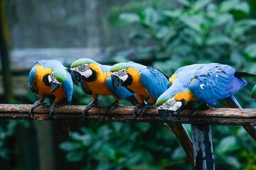 A group of colorful macaws Looking to the seeds in a row. in sri lanka Dehiwala zoo. Selective focus