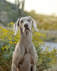 Weimaraner in the desert by some yellow flowers