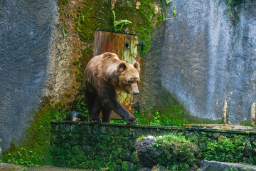 Closeup of huge adult brown bear looking Something. in Dehiwala