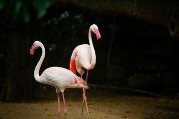 Beautiful nature with couple of flamingo birds in frame in the Sri Lanka Dehiwala zoo.