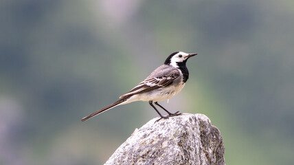 White Wagtail on stone
