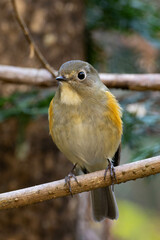 動かないルリビタキの雌