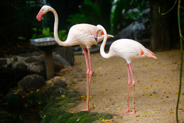 Beautiful nature with couple of flamingo birds in frame in the Sri Lanka Dehiwala zoo.