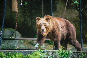 Closeup of huge adult brown bear looking Something. in Dehiwala