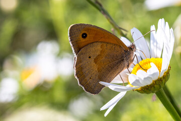 A meadown brown (Maniola jurtina) butterfly foraging a daisy