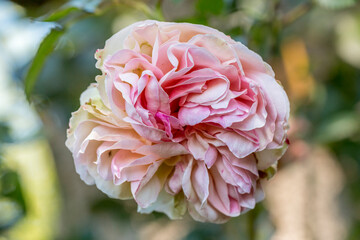 A Rosa Eden blooming - Also known as Pierre de Ronsard 