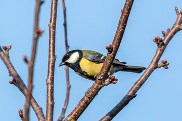 Great tit (Parus major) on a branch