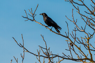 carrion crow (Corvus corone) on a branch