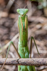 European mantis  (Mantis religiosa) close-up