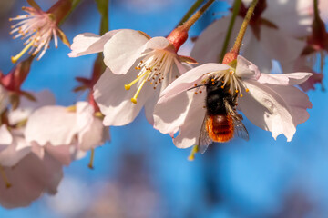 European orchard bee (Osmia cornuta) foraging on a Japanese cherry tree