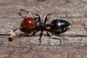Close up on Crematogaster scutellaris