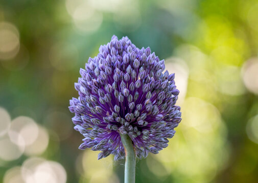 A purple allium flower with a green bokeh background