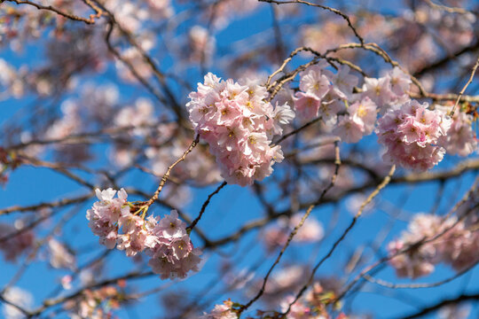 Sakura (Prunus Serrulata) pink flowers blooming