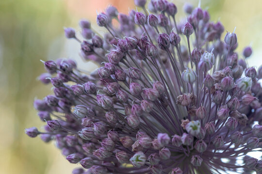 A purple allium flower with a green bokeh background
