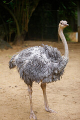 Close-up portrait of an ostrich in Dehiwala Zoo Garden.