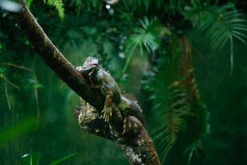 An iguanas scene with a beautiful natural backdrop in Sri Lanka's forests