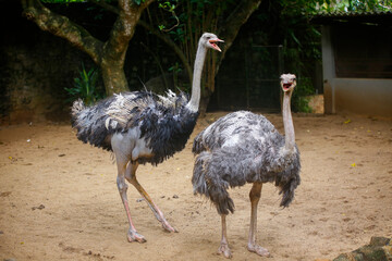 Couple of an ostrich playing in Dehiwala Zoo Garden of sri lanka.